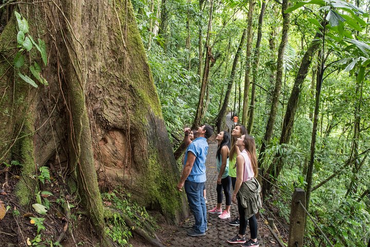 Arenal volcano, hanging bridges and sloth encounter tour.