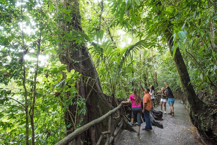 Arenal volcano, hanging bridges and sloth encounter tour.