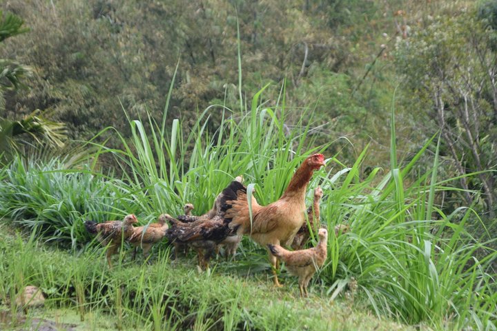 Tetebatu Walking Tour - Rice Terraces, Waterfall & Monkey Forest
