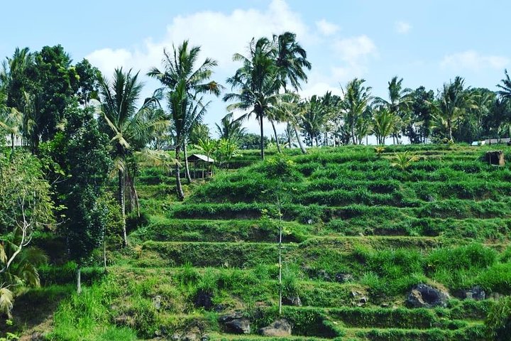 Tetebatu Walking Tour - Rice Terraces, Waterfall & Monkey Forest