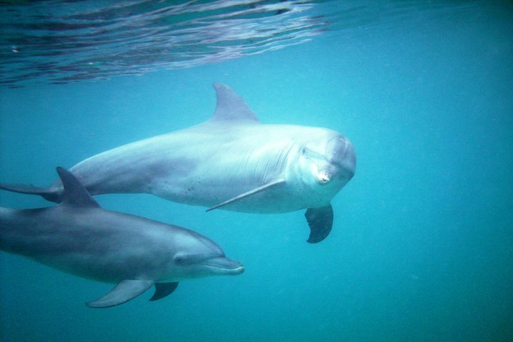 PILLI PIPA DHOW, the genuine product, snorkeling tour to Kisite Marine Park