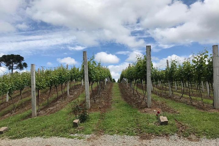 Guided Tour with Wine Tasting at Casa Seganfredo - Gramado