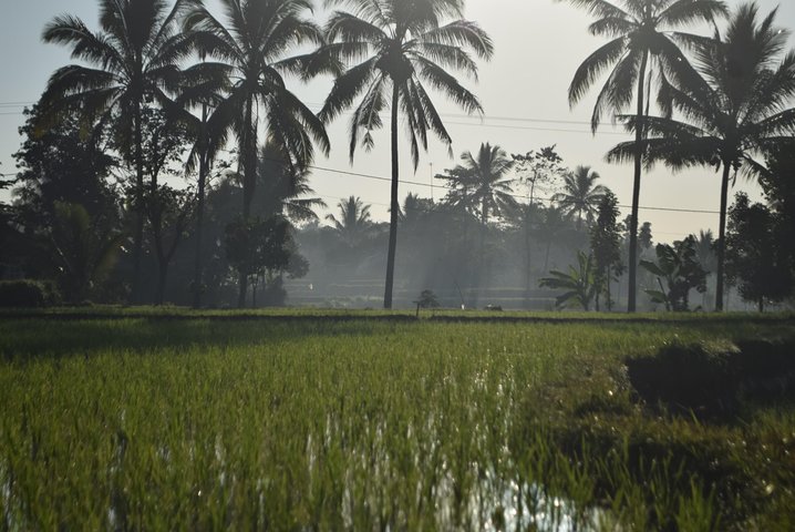 Tetebatu Walking Tour - Rice Terraces, Waterfall & Monkey Forest
