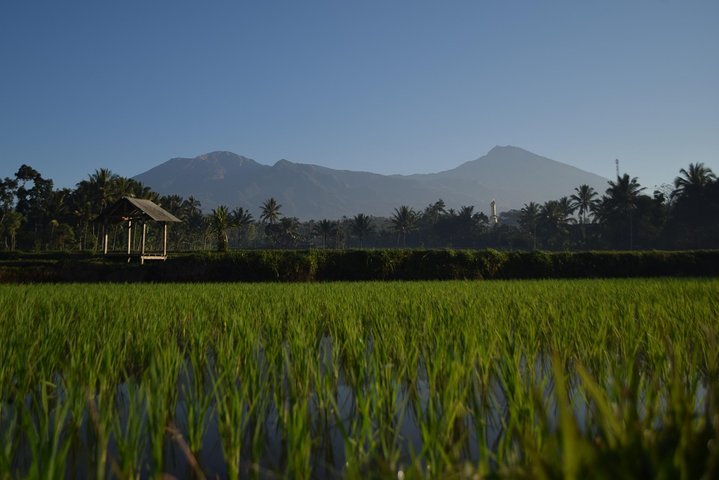 Tetebatu Walking Tour - Rice Terraces, Waterfall & Monkey Forest