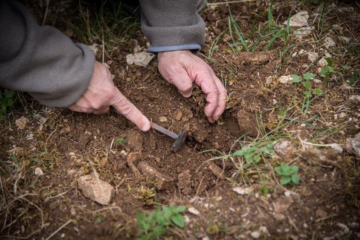 Discovery of the world of Truffles and tasting