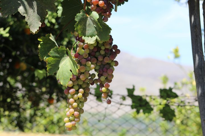 Classic Elqui Valley (Between vineyards and fruit trees)