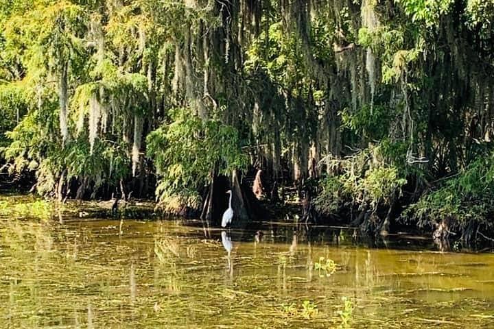 New Orleans Swamp Tour Boat Adventure