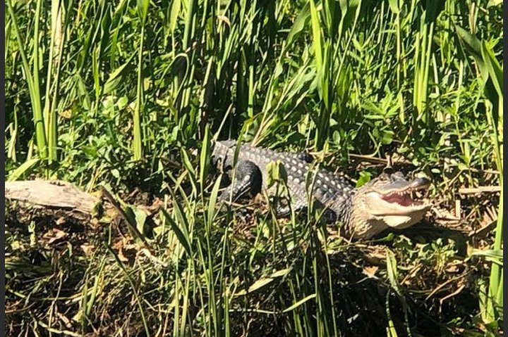 New Orleans Swamp Tour Boat Adventure
