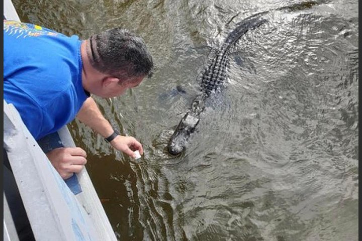 New Orleans Swamp Tour Boat Adventure