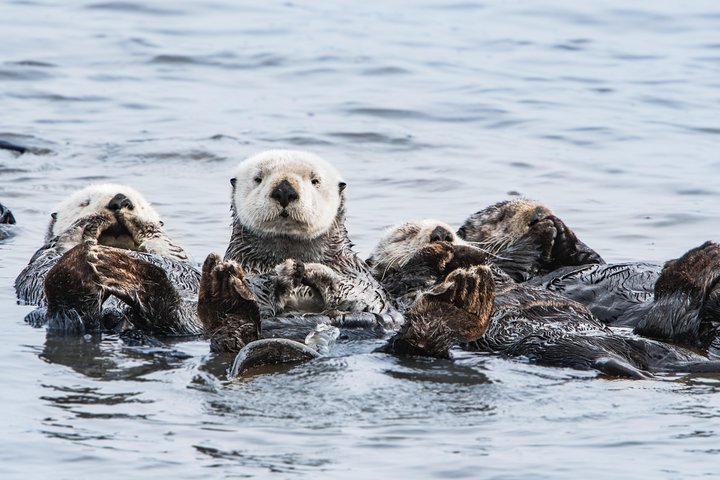 Ocean Safaris Whale Watching semi-private limited to 6 people max