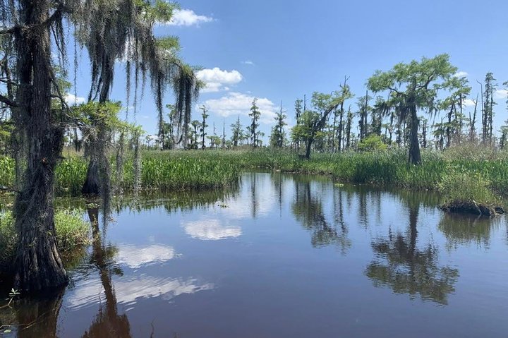 Large Airboat Swamp Tour with Transportation from New Orleans