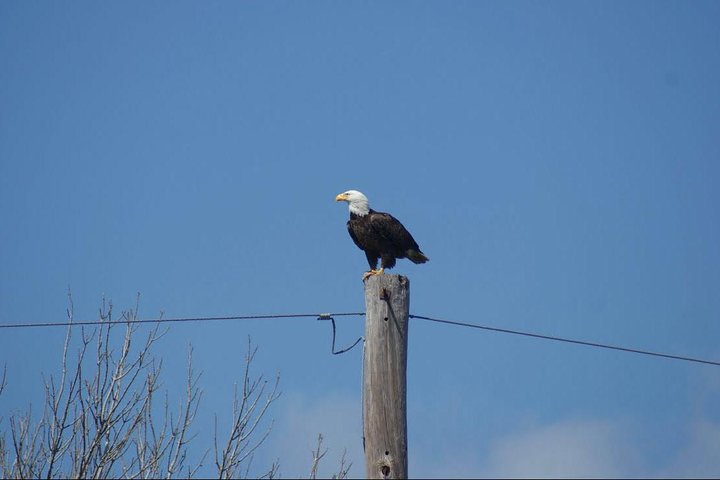 New Orleans Swamp Tour Boat Adventure with Transportation