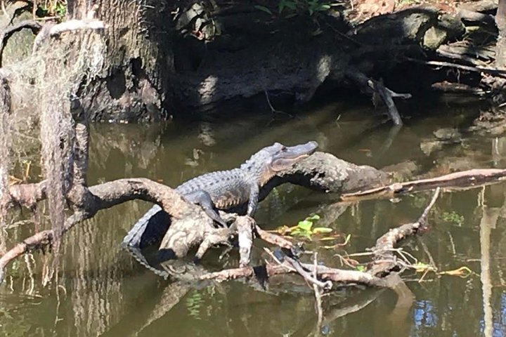 Large Airboat Swamp Tour with Transportation from New Orleans