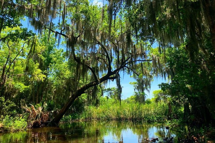 New Orleans Swamp Tour Boat Adventure with Transportation
