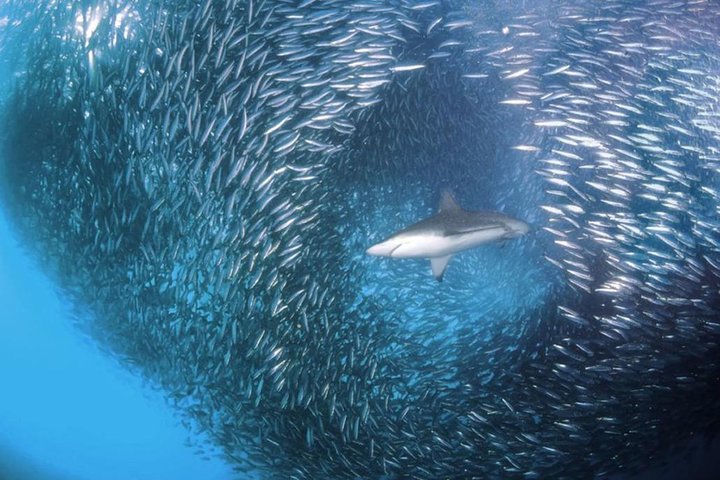 Whale Shark & Tumalog Falls & Sumilon Sandbar & Pescador Island with Sardines