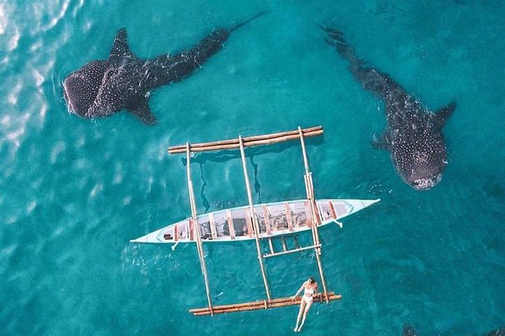 Whale Shark & Tumalog Falls & Sumilon Sandbar & Pescador Island with Sardines