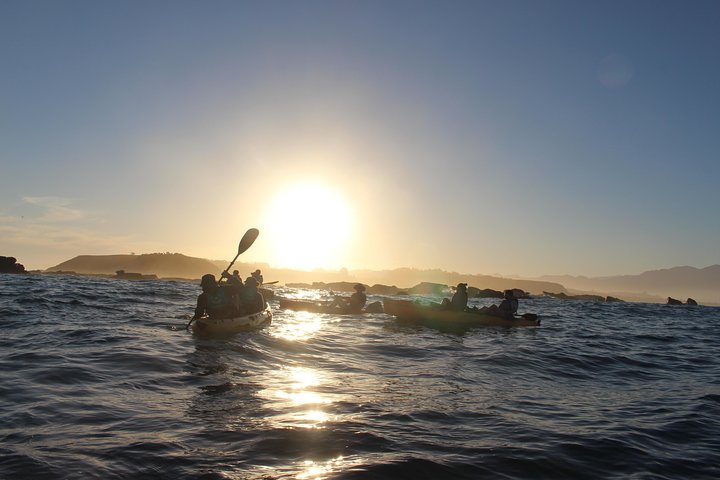 Seal Kayaking Adventure in Kaikoura