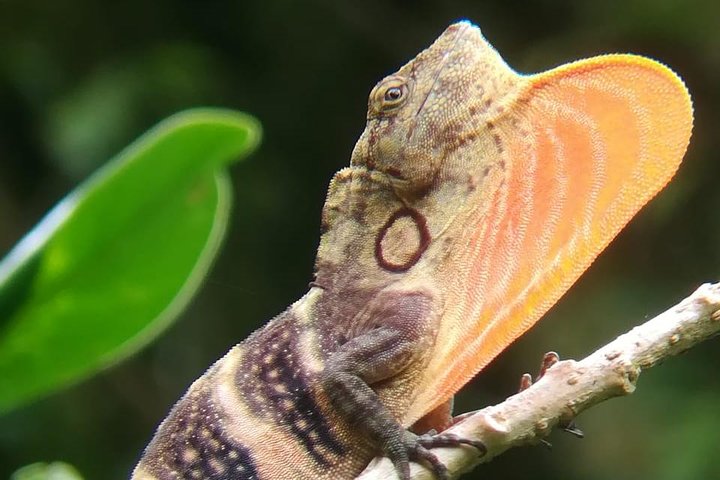 Monteverde Cloud Forest Guided Nature Walk with Expert Naturalist
