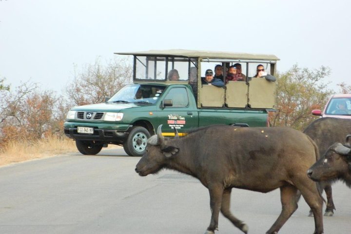 Shared Full Day Guided Safari Tour Visit to Kruger National Park