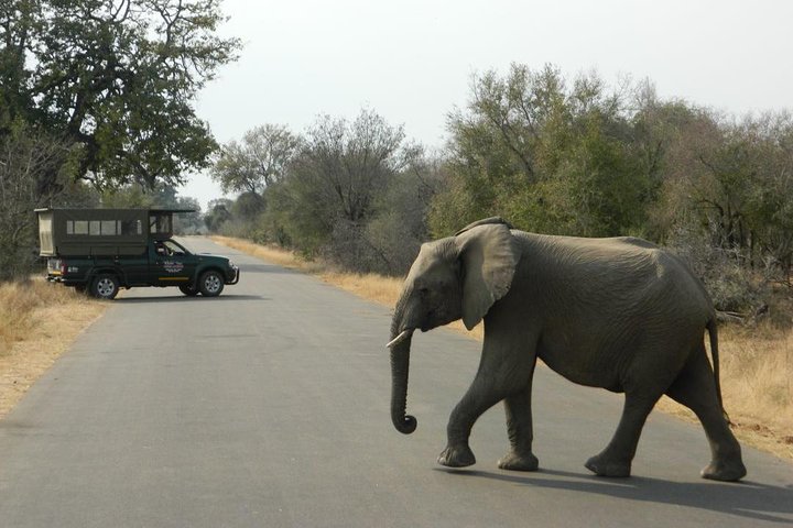 Shared Full Day Guided Safari Tour Visit to Kruger National Park