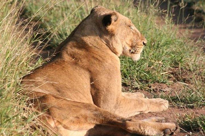 Shared Full Day Guided Safari Tour Visit to Kruger National Park