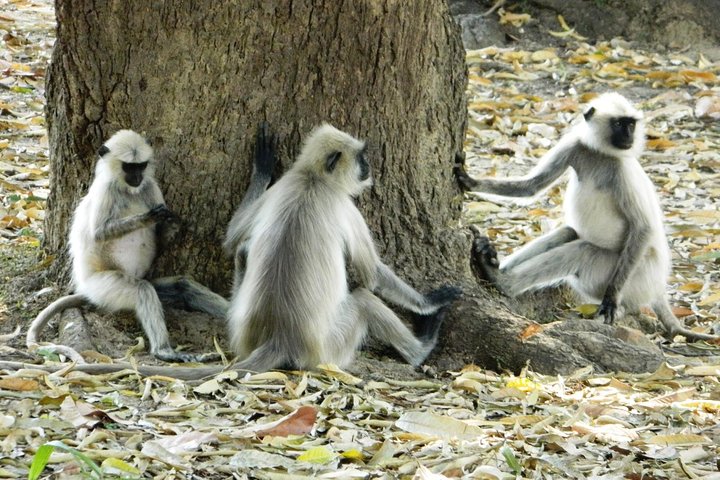 All Inclusive Nature Cycling trail in Orchha