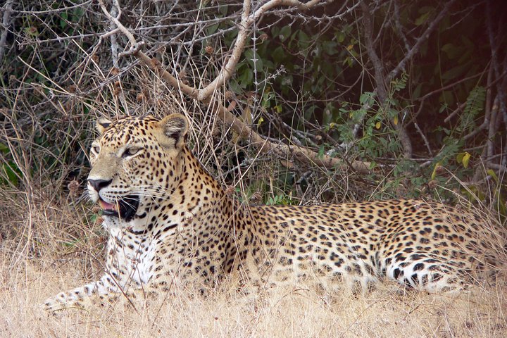 Yala National Park Safari from Ella