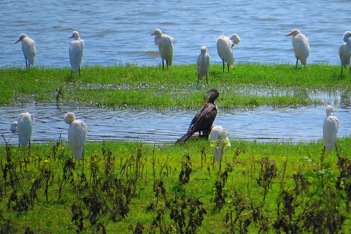 Yala National Park Safari from Ella