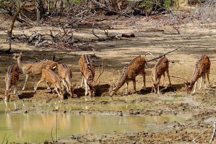 Yala National Park Safari from Ella