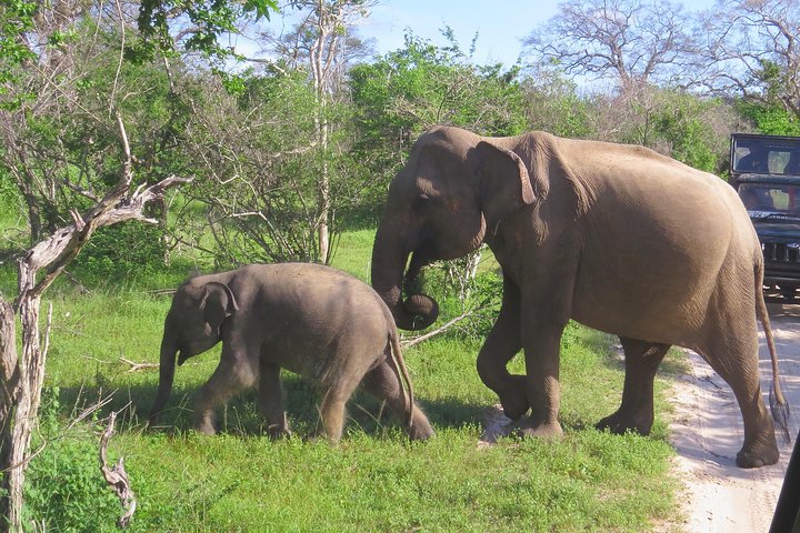 Yala National Park Safari from Ella