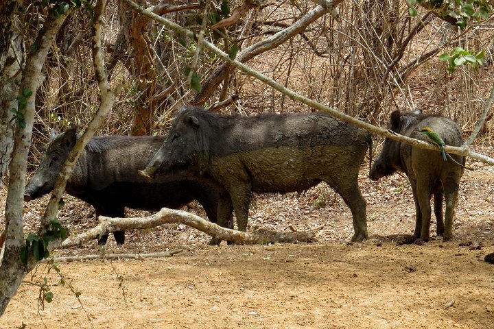 Yala National Park Safari from Ella