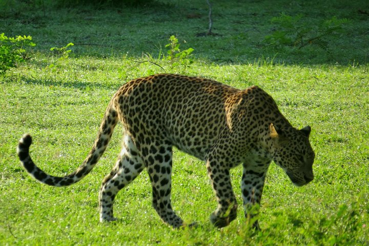 Yala National Park Safari from Ella