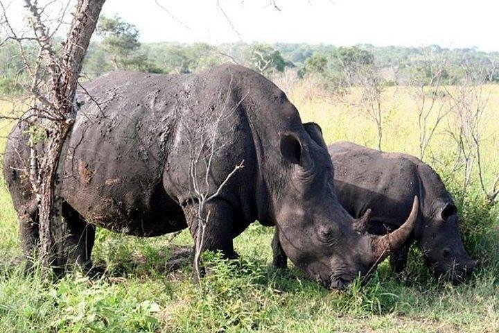 Shared Full Day Guided Safari Tour Visit to Kruger National Park