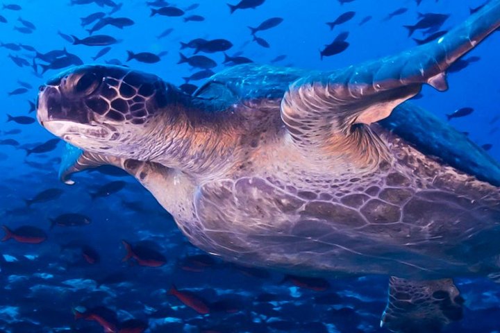 Full Day Tour Pinzon Island + La Fe/Las Palmas - Snorkeling & Fishing