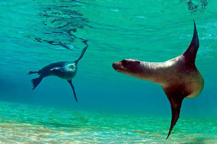 Full Day Tour Pinzon Island + La Fe/Las Palmas - Snorkeling & Fishing