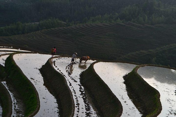 Longji Rice Terraces with Minority Village Private Day Tour