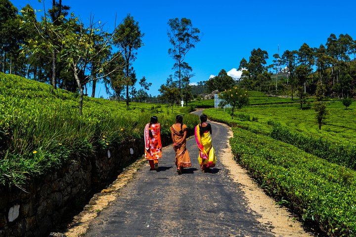 Lipton's Seat and Tea Factory,Trail Amidst Tea Plantation Day Tour
