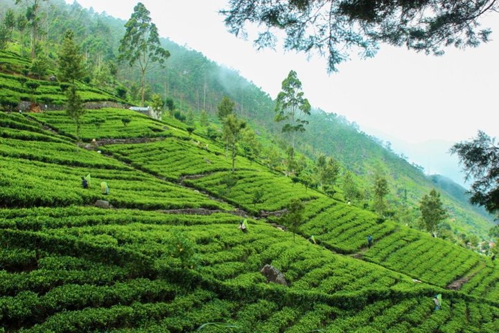 Lipton's Seat and Tea Factory,Trail Amidst Tea Plantation Day Tour