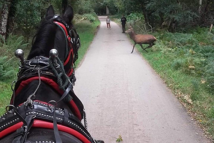 Killarney National Park Tour