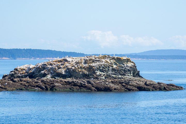 Victoria Half-Day Whale Watching Adventure with Free Photos