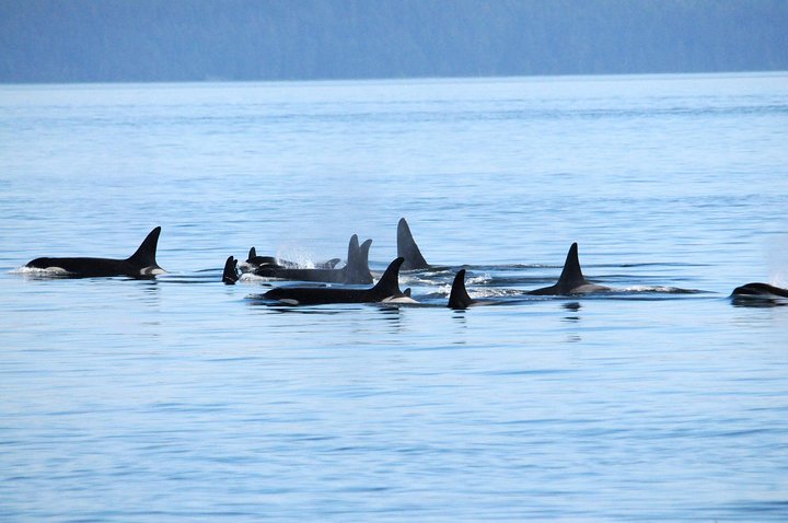 Victoria Half-Day Whale Watching Adventure with Free Photos