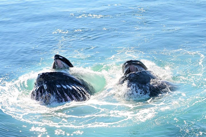 City Cruises Boston Whale Watching Cruise by High-Speed Boat