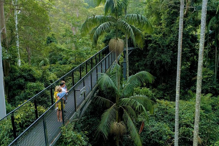 Deluxe Springbrook & Mt Tamborine Glow Worms and famous Skywalk