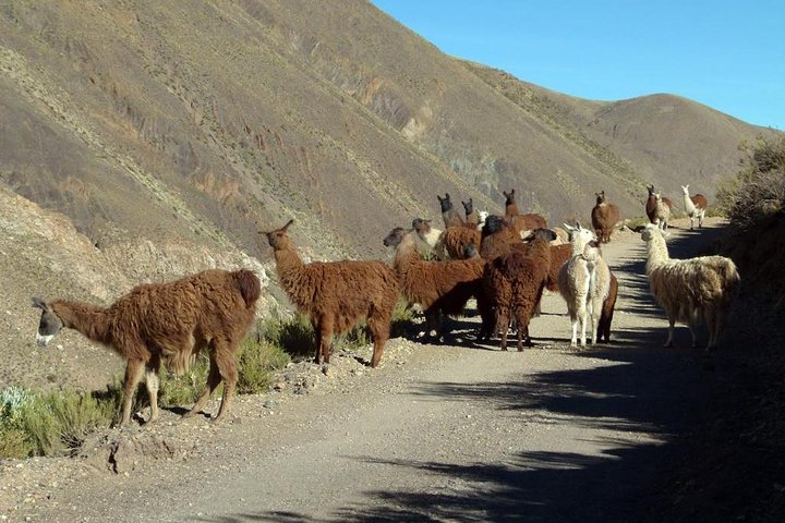 Descubre la Ruta 40 en Salta
