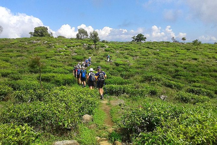 Lipton's Seat and Tea Factory,Trail Amidst Tea Plantation Day Tour
