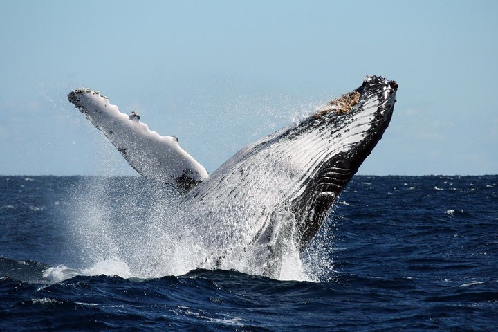 Best of Ningaloo Mantas and More