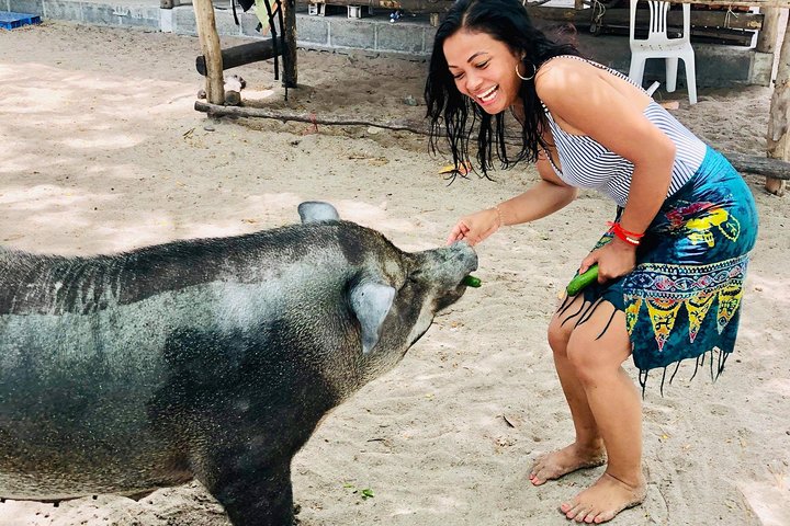 Half Day Pig Island and Snorkeling Experience
