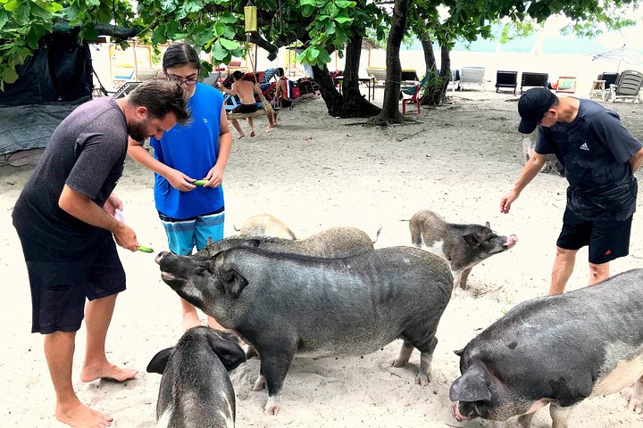 Half Day Pig Island and Snorkeling Experience