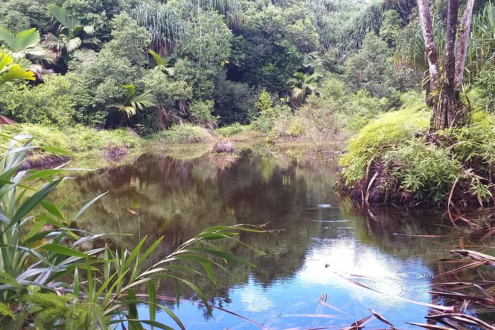 Explore Mare Aux Cochons Trail