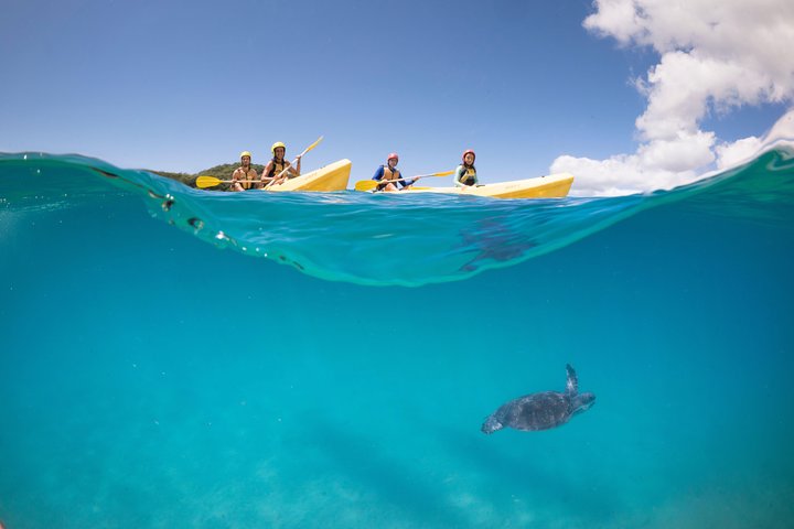 Kayaking with Dolphins in Byron Bay Guided Tour